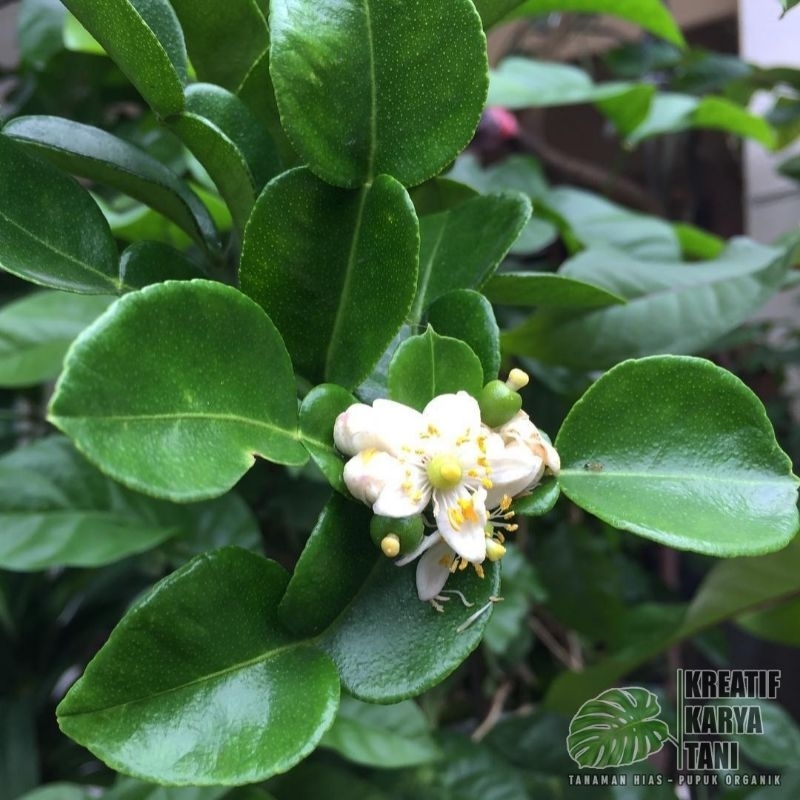 Tanaman buah jeruk purut - Pohon jeruk purut