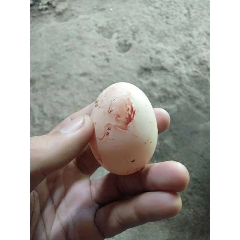 

TELUR AYAM PERDANA TEMBEAN