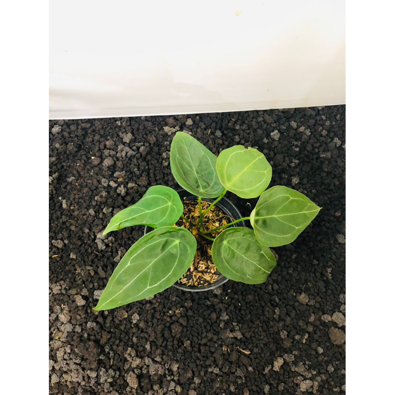 PROMO ANTHURIUM FORGETTI