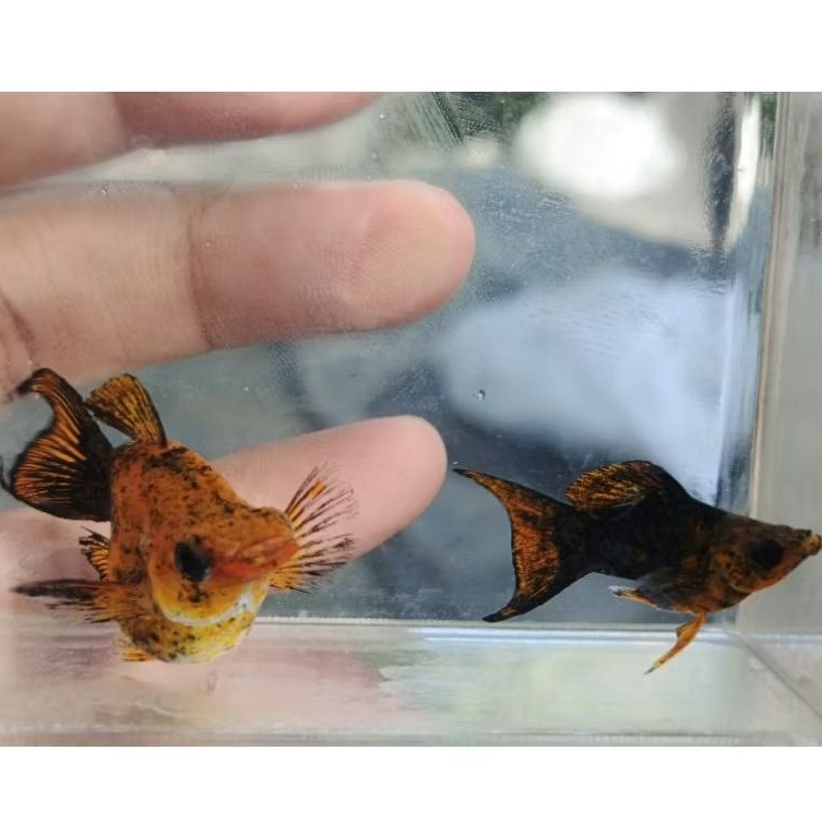 molly golden black cawang induk