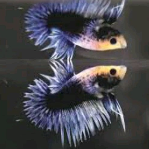 ikan cupang ct maskot bonus pakan bergaransi