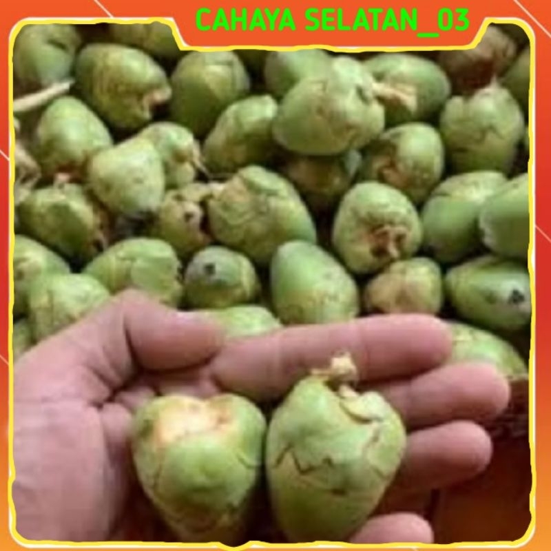 

Paket Hemat Beluluk-Tembeluluk Kelapa Hijau Fresh Isi 20pcs Belulo kelapa Atau Butet Kelapa