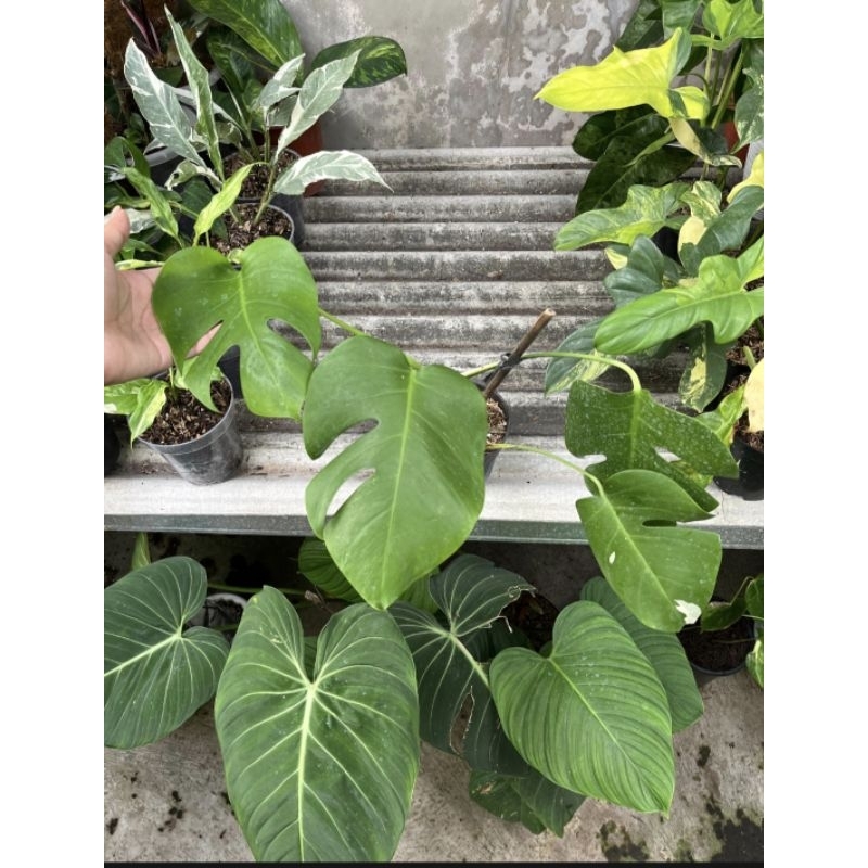 Monstera Variegata Ekonomis Rimbun ( Realpict )