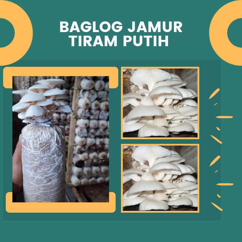 

Baglog jamur tiram putih