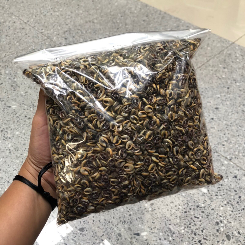 

(1KG) biji saga kerang hitam biji merah kerang kopi kerang kopi kecil kerang bunga kerang besar kerang kecil