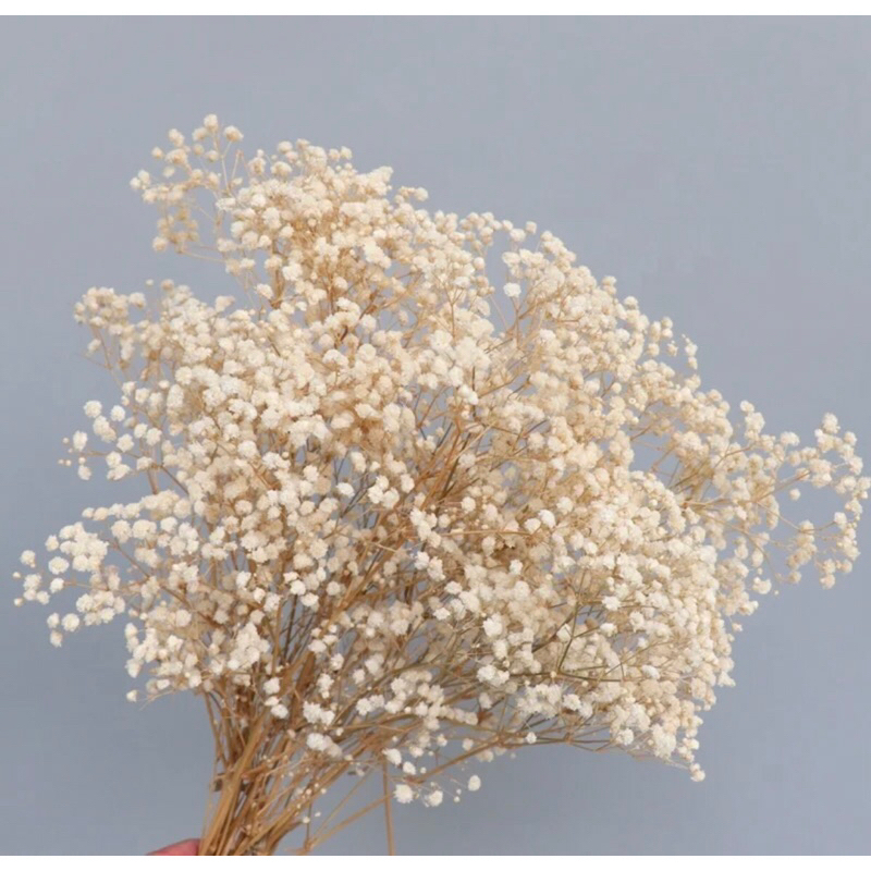 25GR Baby Breath Preseved Cream | Dried Flower Baby Breath preseved | Bunga Kering Baby Breath Asli 