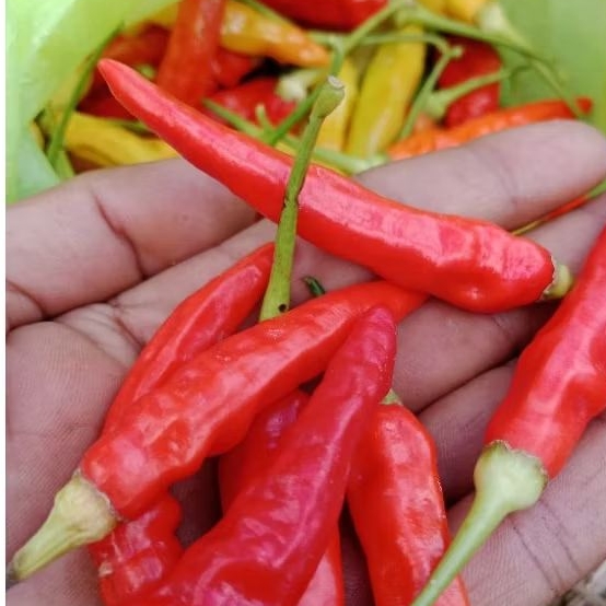 1000 Bibit biji cabe rawit merah caplak