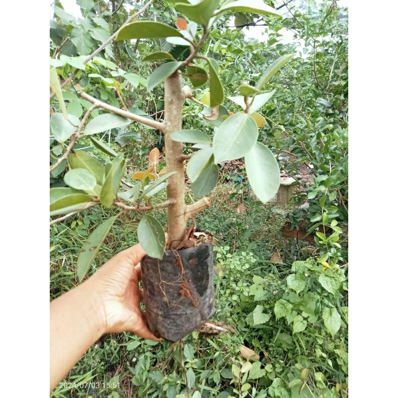 iprik silver batang besar