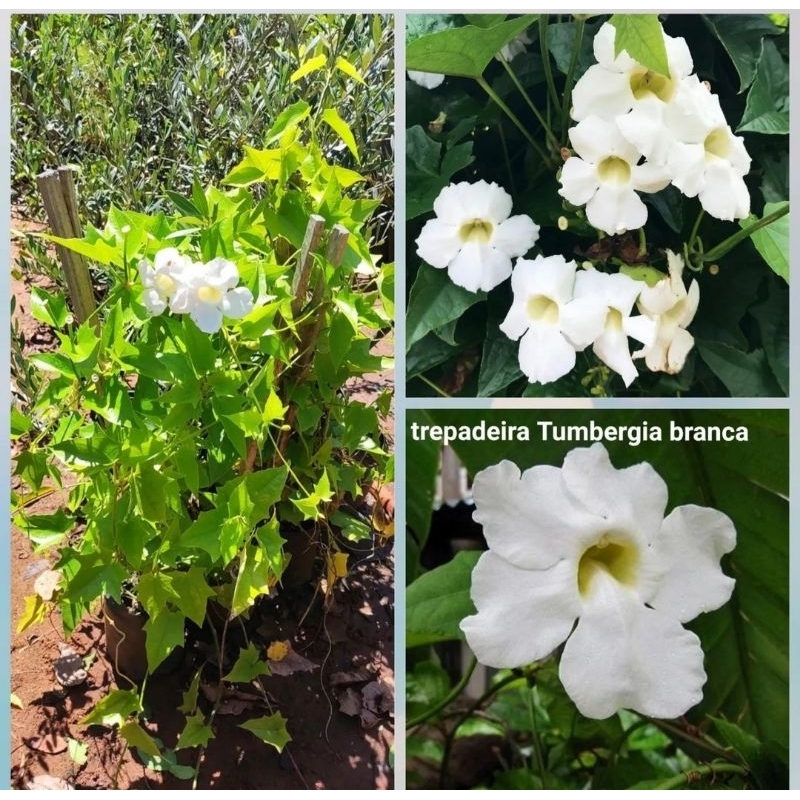 Tanaman hias tumbergia bunga putih tanaman rambat tumbergia bunga tumbergia