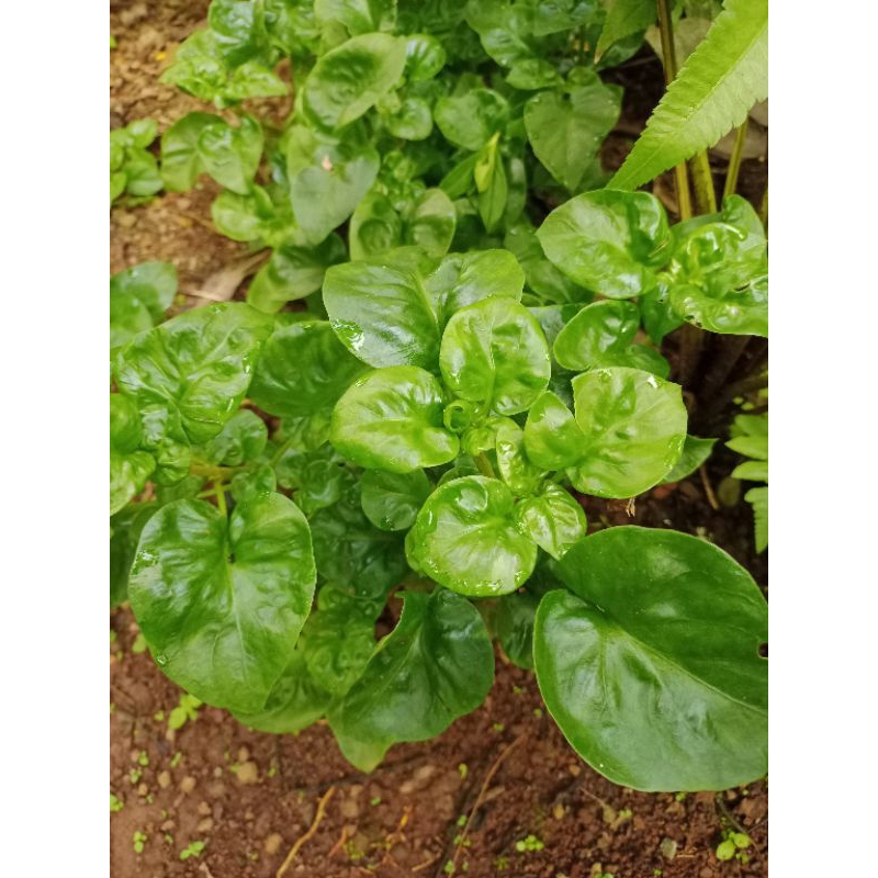 Bibit Tanaman Bayam Cina hijau bisa untuk dikonsumsi