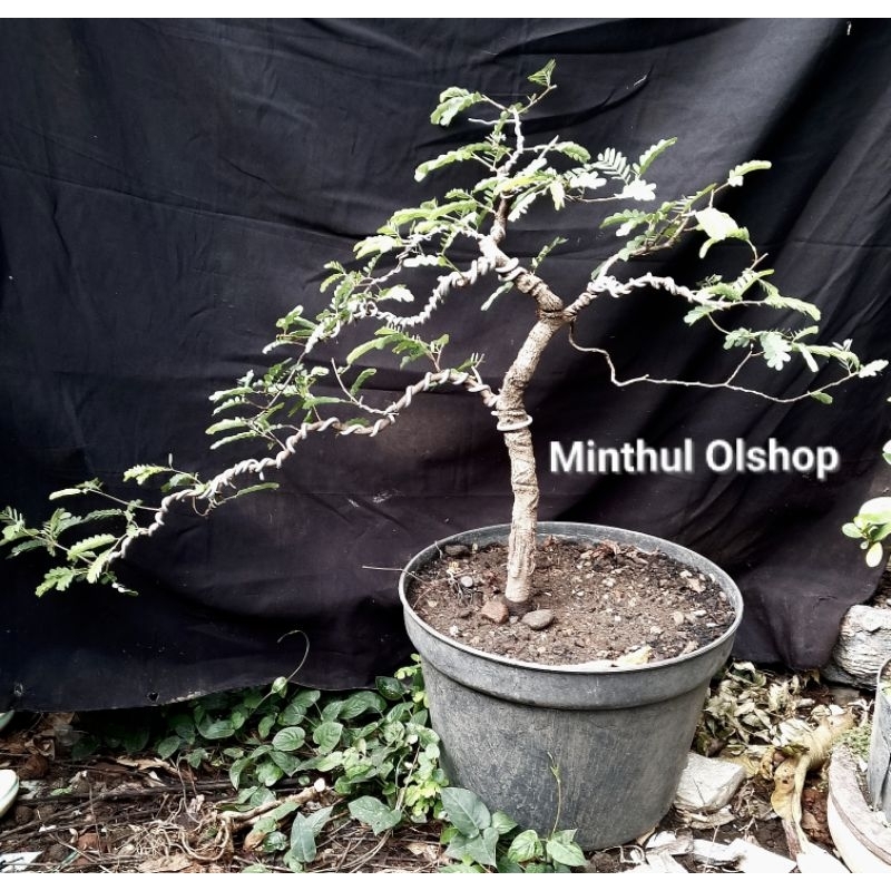 Bonsai asem jawa real pict siap pajang