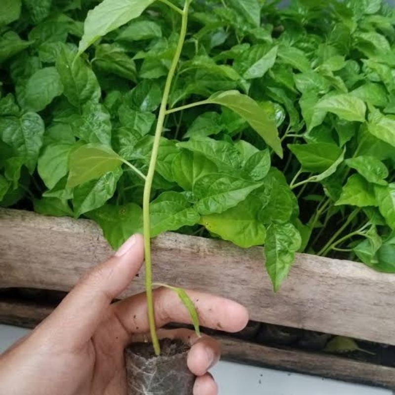bibit unggul cabai rawit cabai merah cabai setan