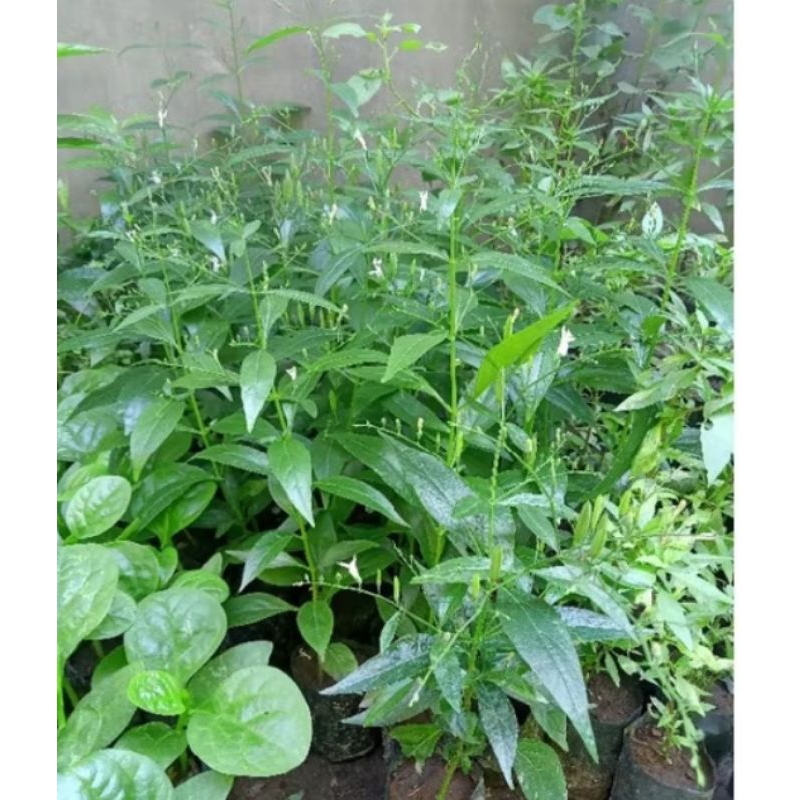 TANAMAN SAMBILOTO/BIBIT TANAMAN HERBAL SAMBILOTO
