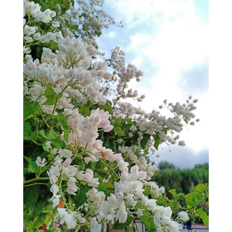 Bibit Bunga Air Mata Pengantin Putih(Dewasa)