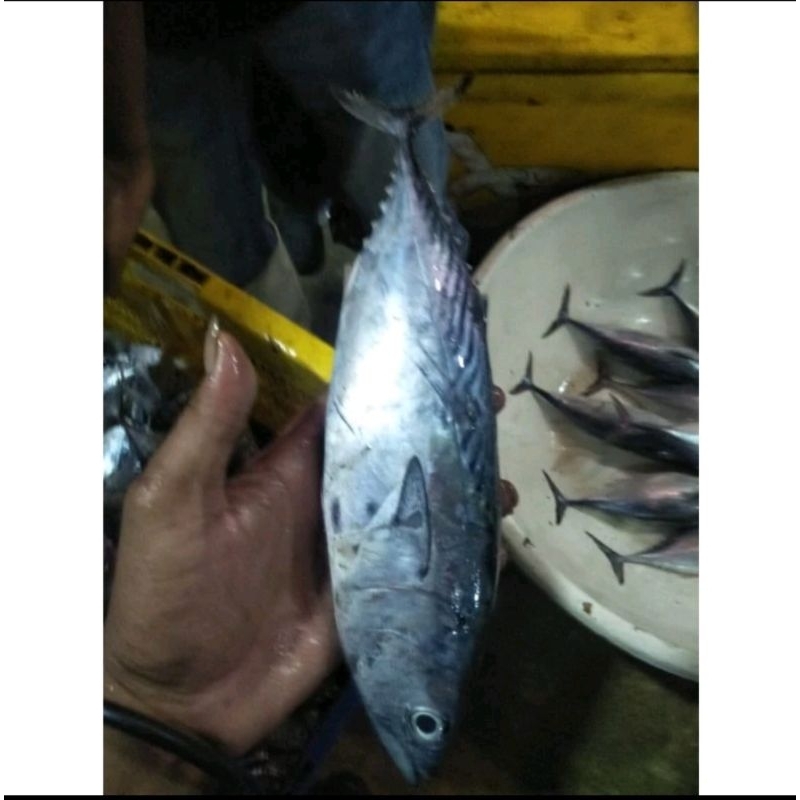 Ikan Tongkol Segar 1kg