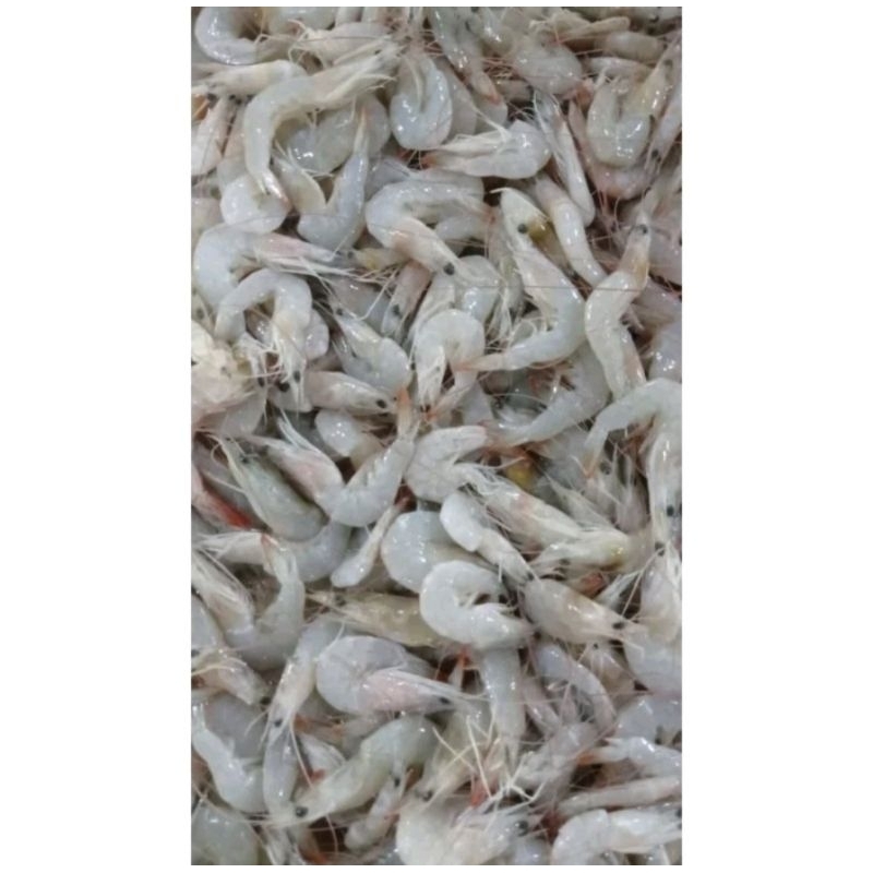 

Udang Peci Segar