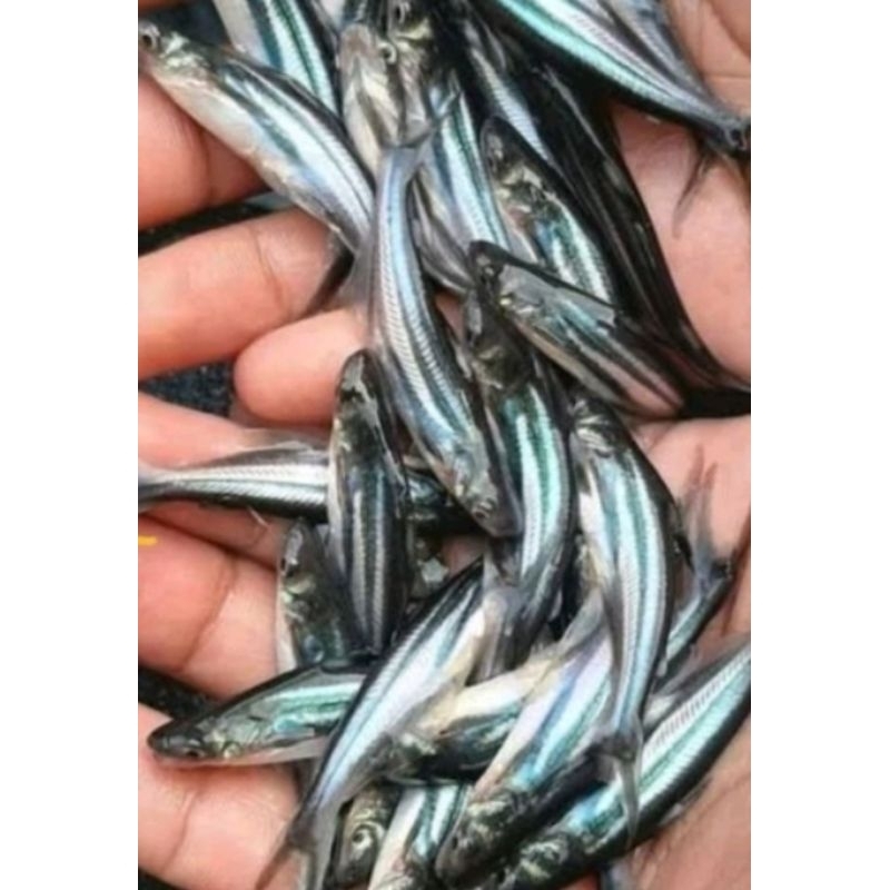 

IKAN PATIN PER EKOR