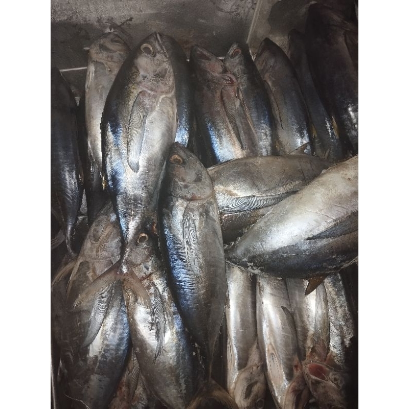 

Ikan baby tuna 1 kg fresh frozen padang