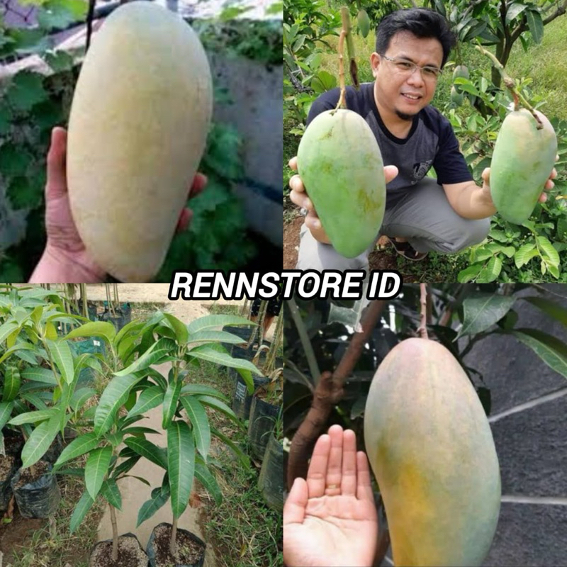 BIBIT MANGGA KIOJAY BATANG BESAR SIAP BERBUNGA