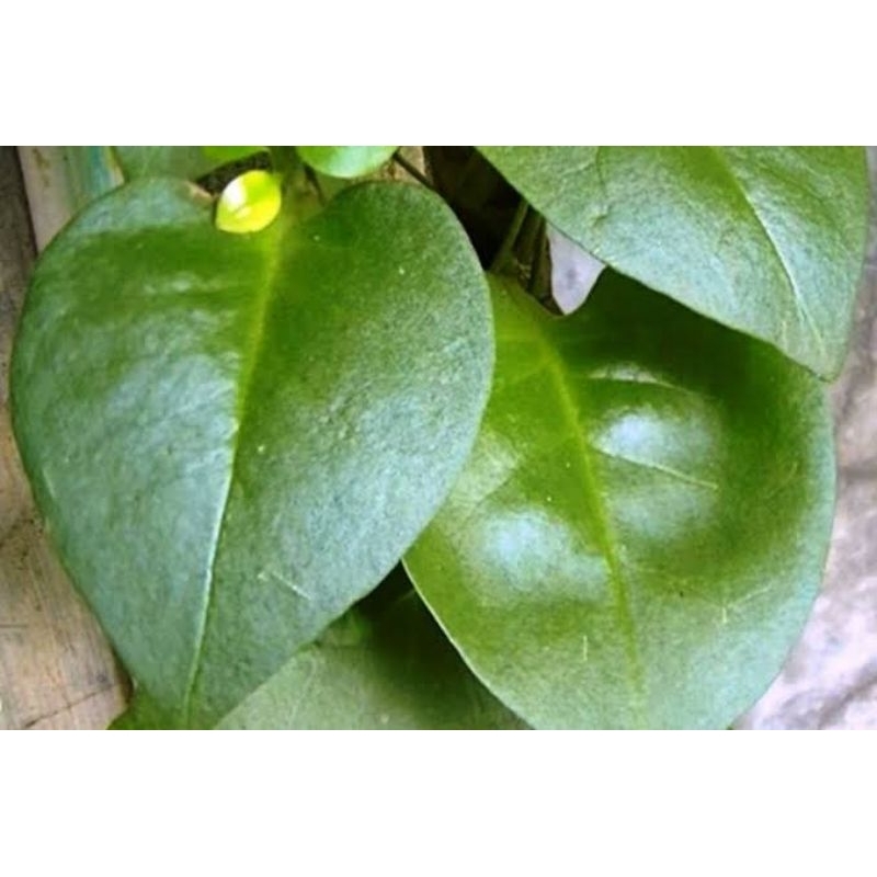

Daun Binahong Hijau 100g herbal organik