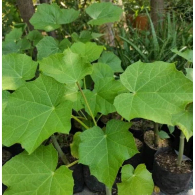 

HERBAL DAUN JARAK CHINA PERHELAI