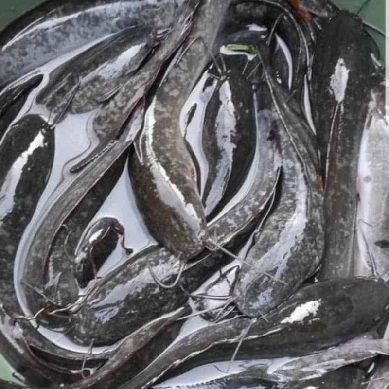 

lele hidup konsumsi 1 kg isi 10-12 ekor