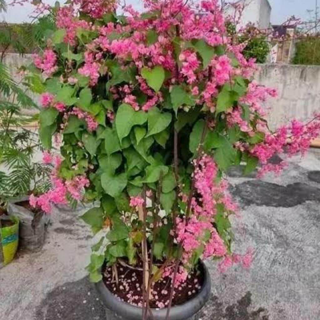 Bibit Tanaman Bunga Air Mata Pengantin (Dewasa)