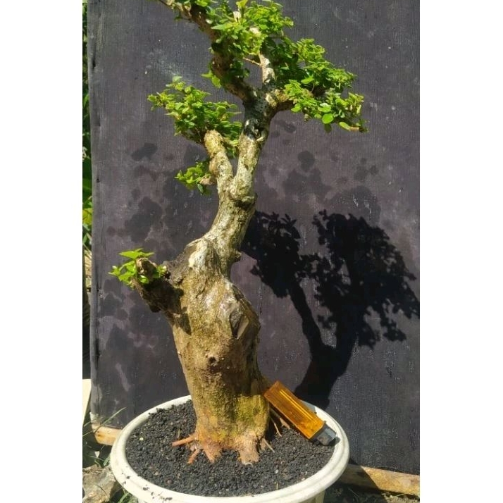 bahan bonsai wancang varigata / wahong sambung sancang varigata bonggol besar sesuai gambar