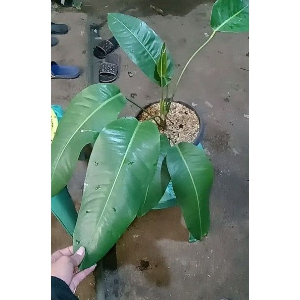 tanaman hias anthurium veitchii x coriaceum