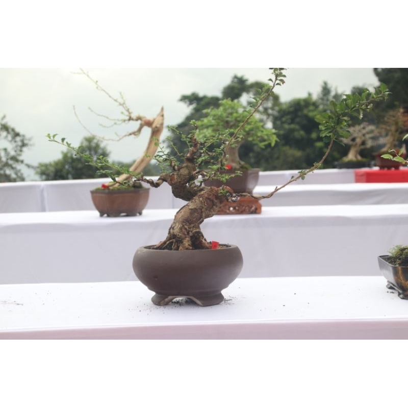 bonsai hokianti