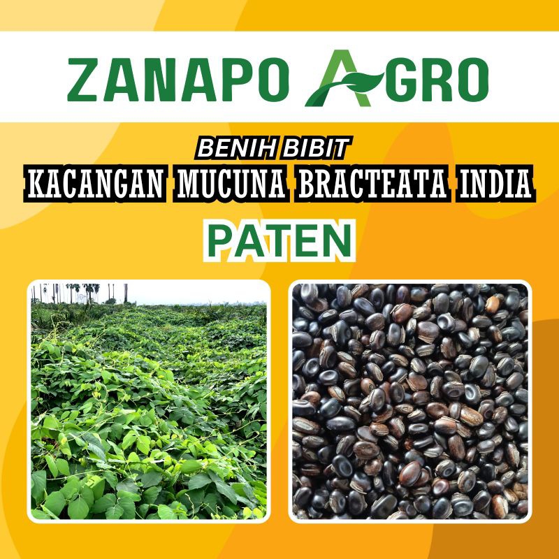 100 GRAM BIBIT KACANGAN MB INDIA (MUCUNA BRACTEATA INDIA )IMPORT. Pengiriman dari Medan. Sebagai LCC