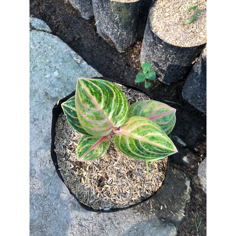 AGLONEMA BABY RINJANI