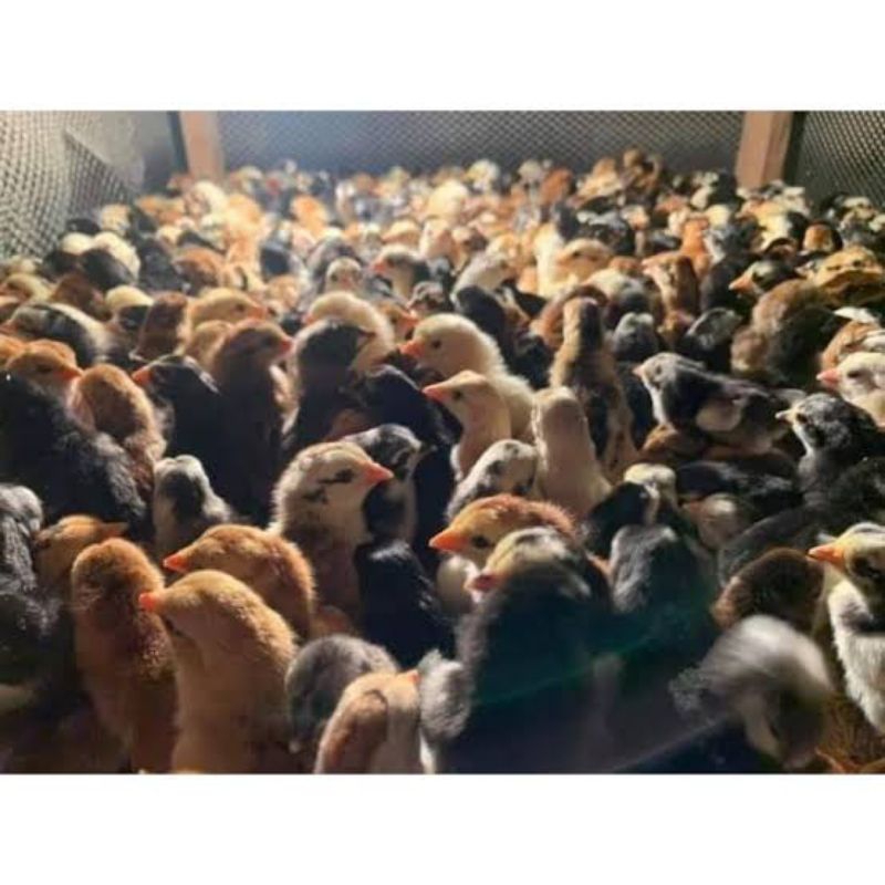 Doc Ayam Pelung Francis [ULU] (Sudah Vaksin Awal) Beli 10 Gratis Vitachick 1 Pcs.