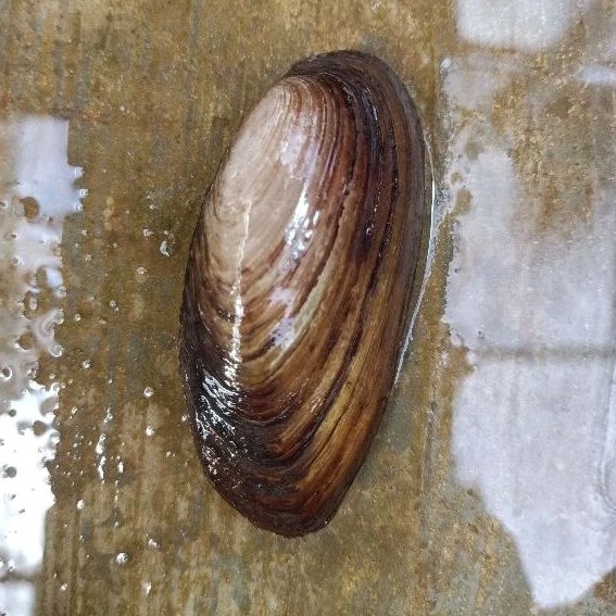 isi 5 kijing induk / kebutuhan akuarium / kerang kijing air tawar hidup