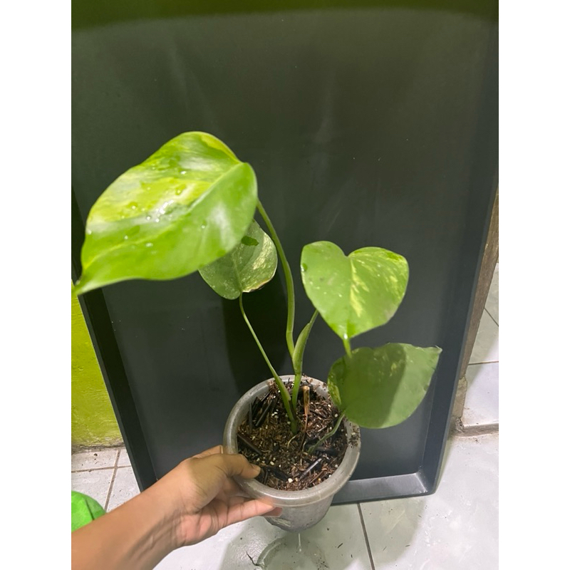 tanaman hias monstera varigata marmorata