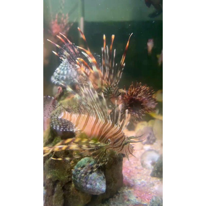 lion fish
