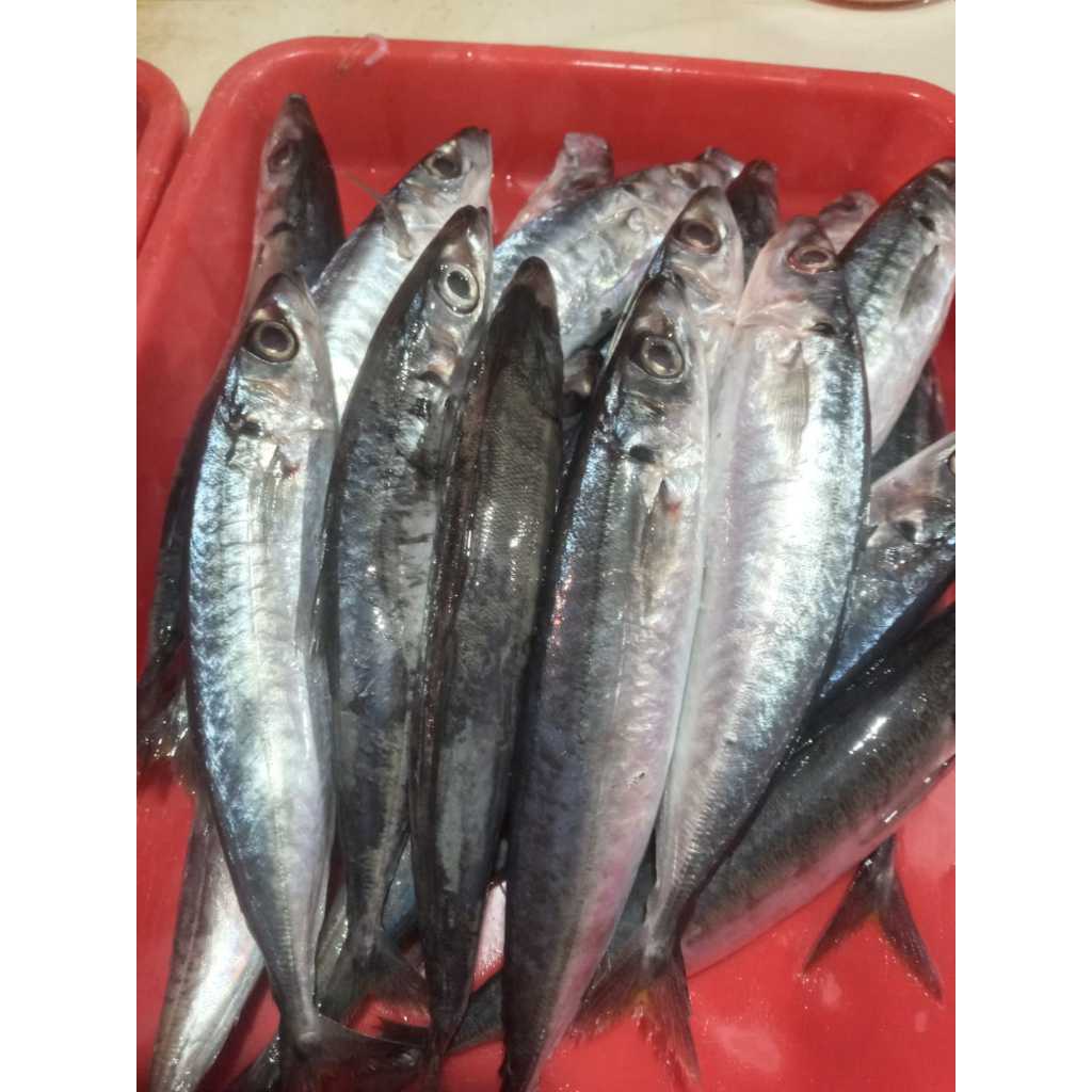 

Ikan Kembung Layang Segar