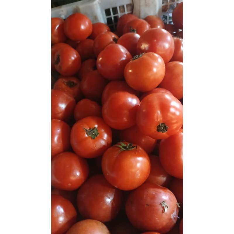 

tomat bff/tomat buah 500grm