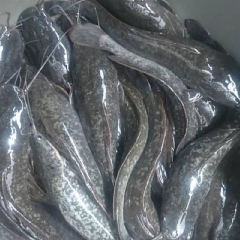 

IKAN LELE HIDUP KONSUMSI 500GR