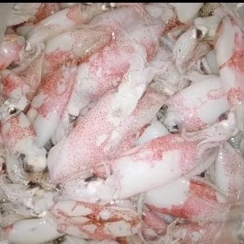 

Baby Cumi segarr 1 Kg