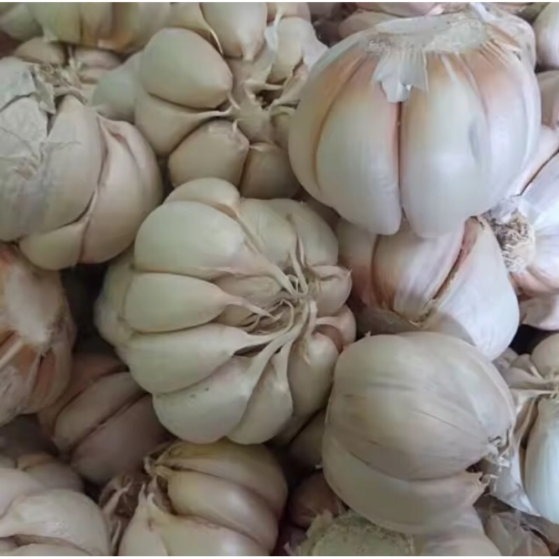 

Bawang Putih