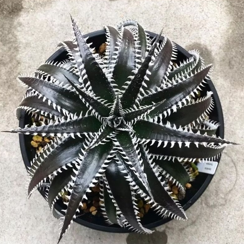 Dyckia Tarzan small