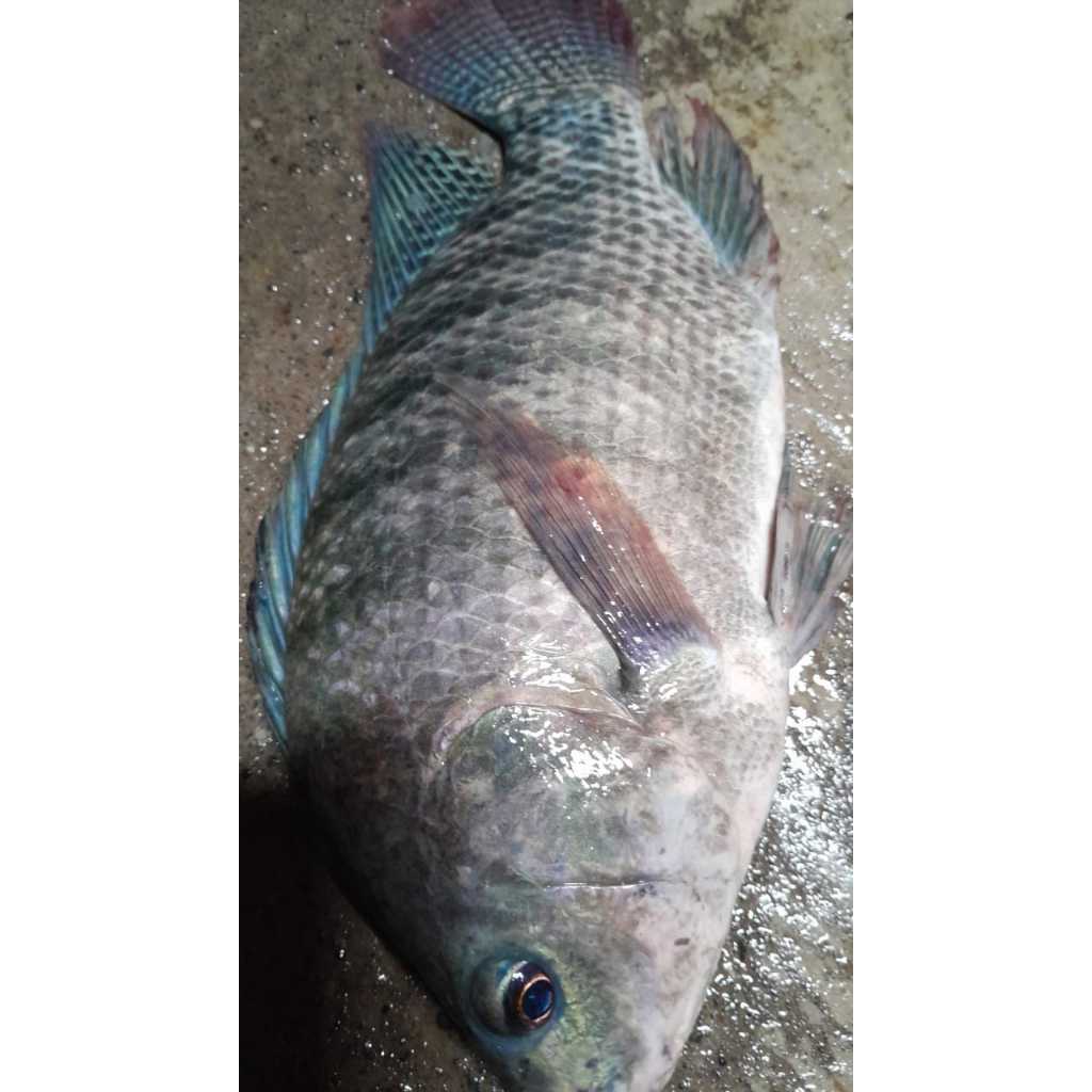 Saelaris_ Essen Ikan Nila Aroma Walangsangit Pandan Usar Paling Gacor, Essen Ikan Nila Media Lumut