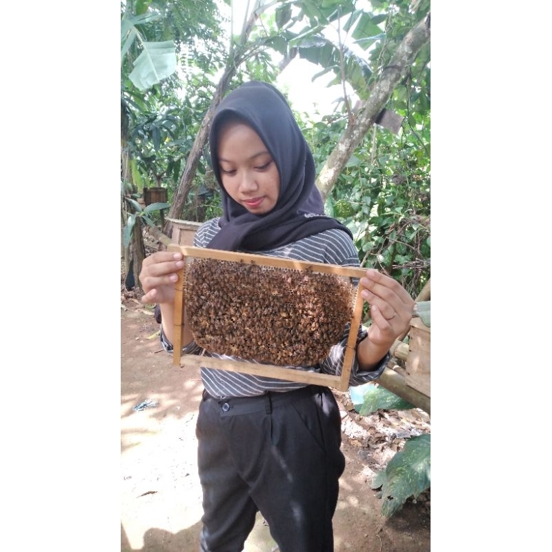 Bibit Madu Apis Cerana (2-4) Sisir Koloni Super