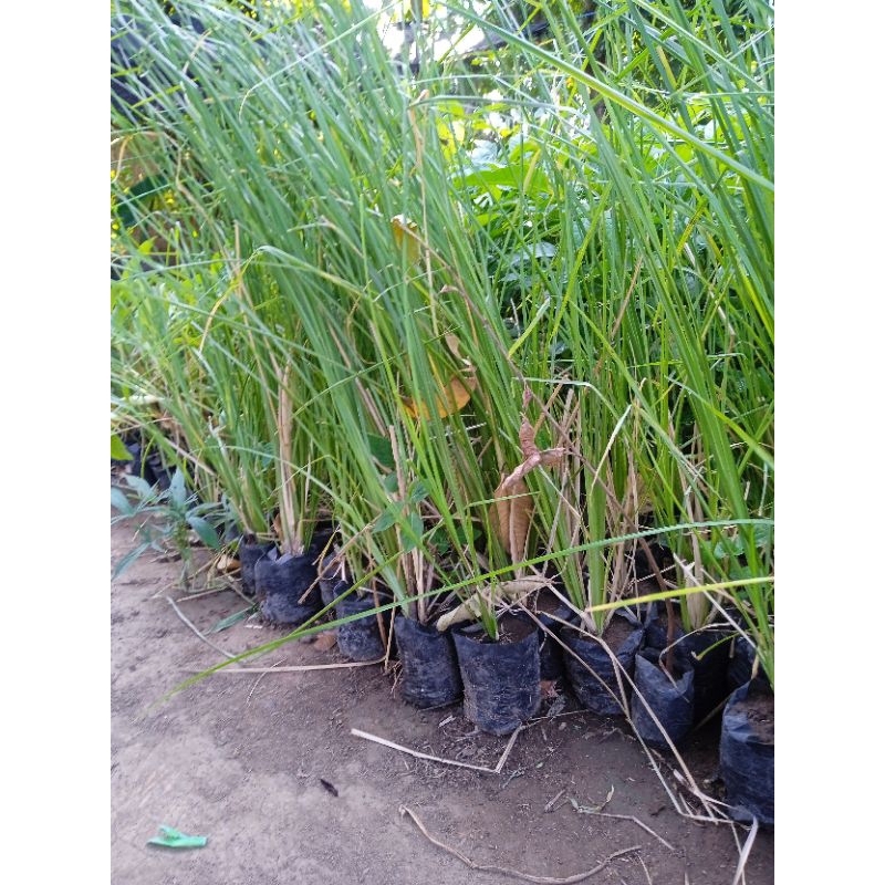 bibit  akar wangi berkualitas fresh