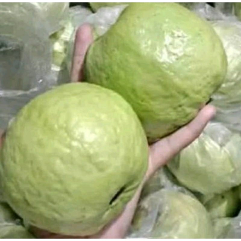 

jambu kristal kualitas premium grade A jumbo .1kg