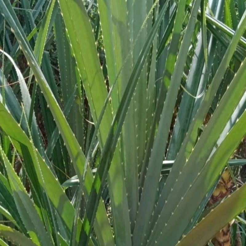 

Daun pandan duri segar PERLEMBAR murah di ambil dadakan