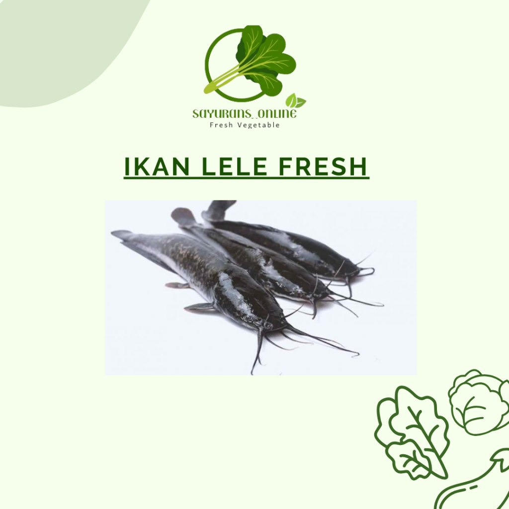 

ikan lele fresh