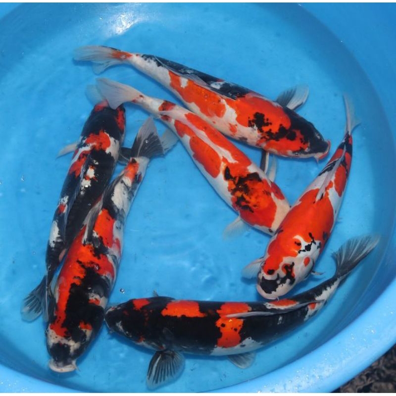 KOI SHANKE GRADE A&F1 15CM