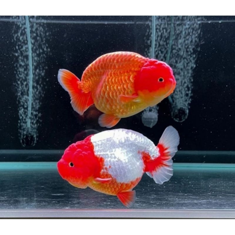 PAKET 3EKOR RANCHU GRADE A